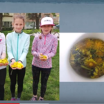 Chcete si udělat bylinný čaj? Podívejte se na inspirativní prezentaci od Vodopádí! Chcete si udělat bylinný čaj? Podívejte se na inspirativní prezentaci od Vodopádí!