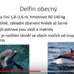 Život v moři zpracoval tým Rybiček Život v moři zpracoval tým Rybiček
