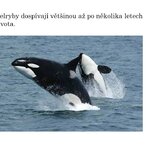 Prezentace od Koumáků! Prezentace od Koumáků!