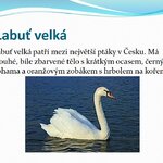 Mnoho prezentací od Koumáků! Mnoho prezentací od Koumáků!