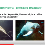 Prezentaci o Amazonce nám zaslaly Rybičky Prezentaci o Amazonce nám zaslaly Rybičky