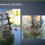 Žabka od Vodopádí Žabka od Vodopádí
