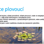 Prezentace o rostlinách u vody od Rybiček Prezentace o rostlinách u vody od Rybiček