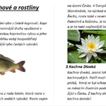 Krásná prezentace a vodní pexeso od Divoké řeky Krásná prezentace a vodní pexeso od Divoké řeky