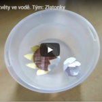 Zlatonky vyrábí papírové květy Zlatonky vyrábí papírové květy